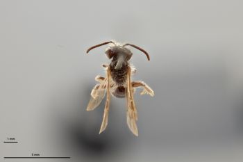 Media type: image;   Entomology 771283 Aspect: habitus dorsal view